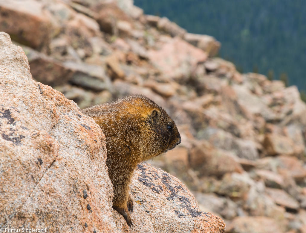 Rocky Mountan marmot3.jpg