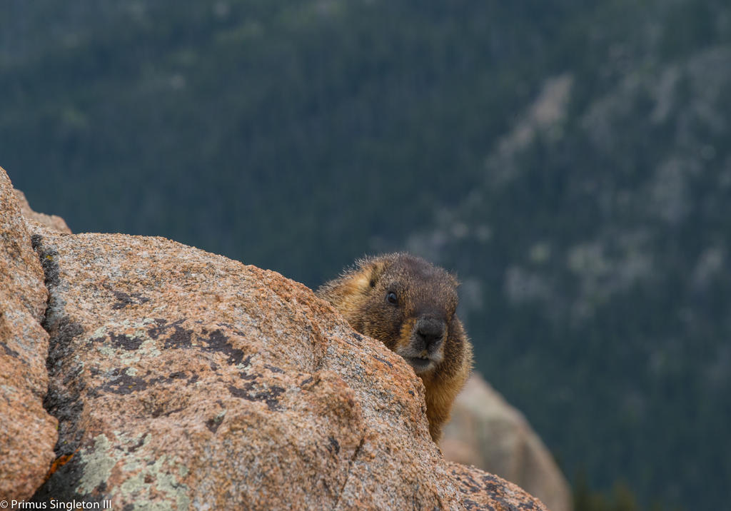 Rocky Mountan marmot4.jpg