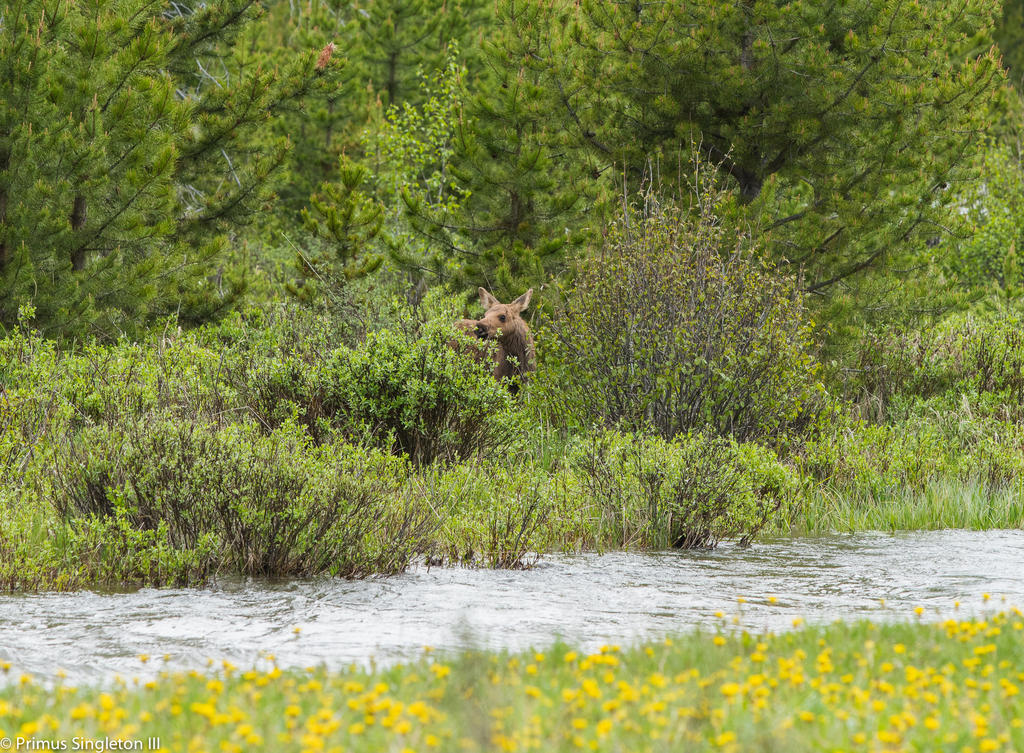 Rocky Mountan moose baby.jpg