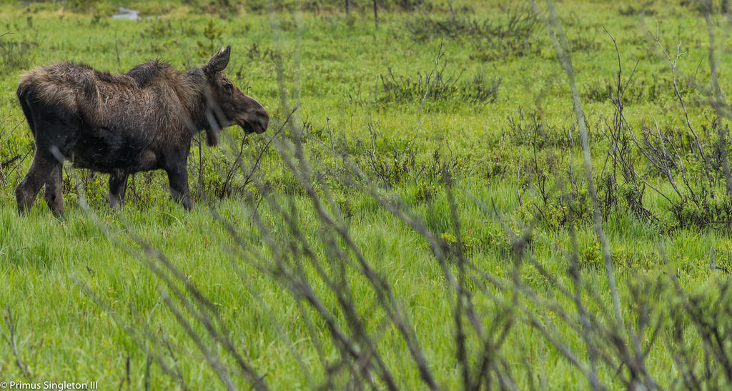 Rocky Mountan moose.jpg