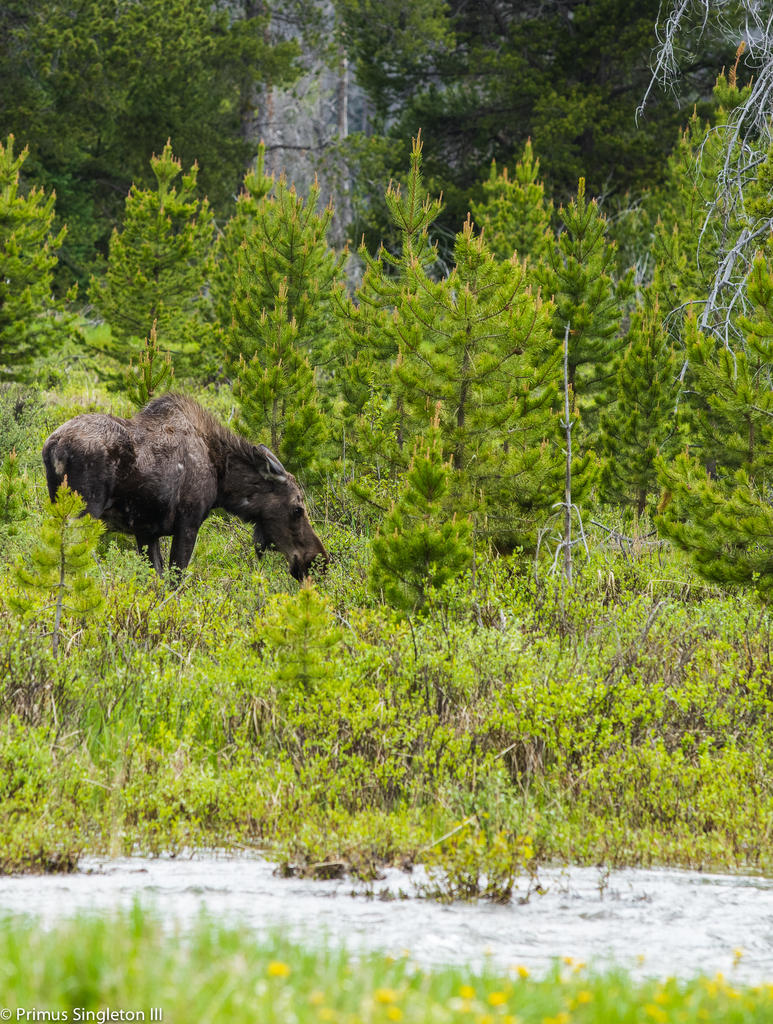 Rocky Mountan moose mother.jpg