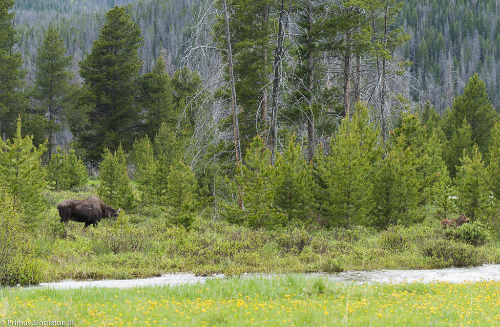 Rocky Mountan moose w-baby.jpg