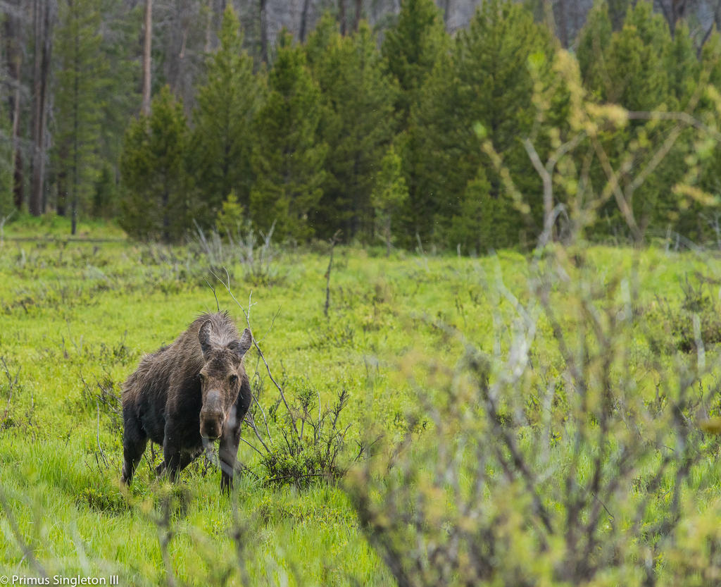 Rocky Mountan moose2.jpg
