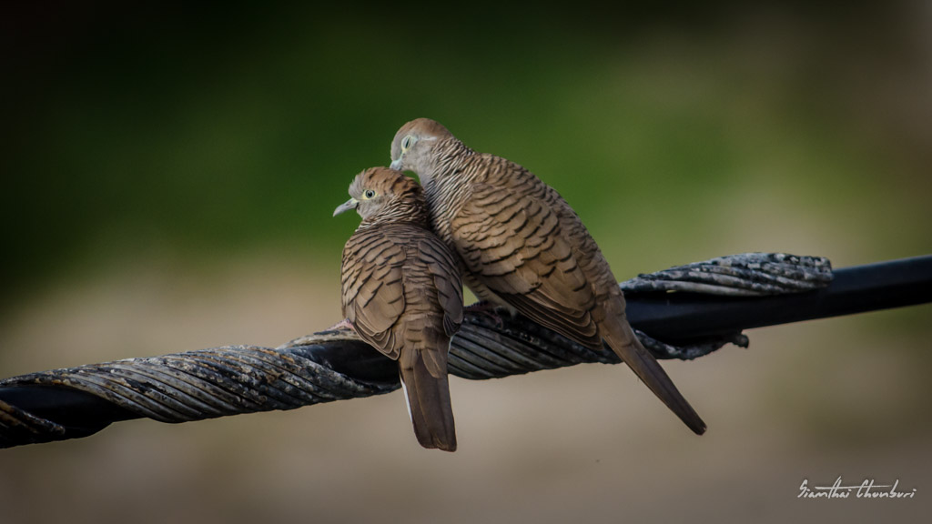 romance-2.jpg