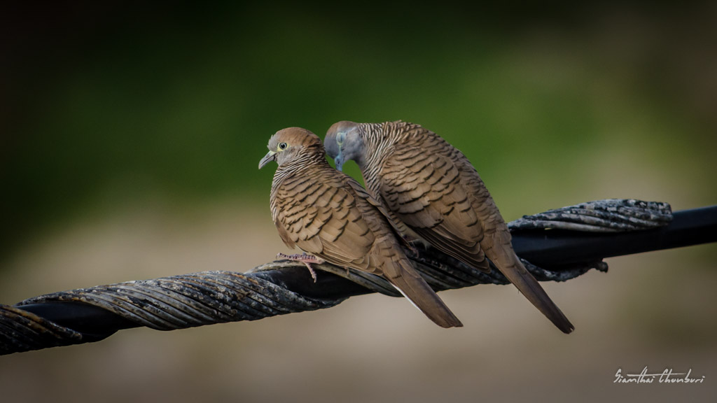 romance-4.jpg