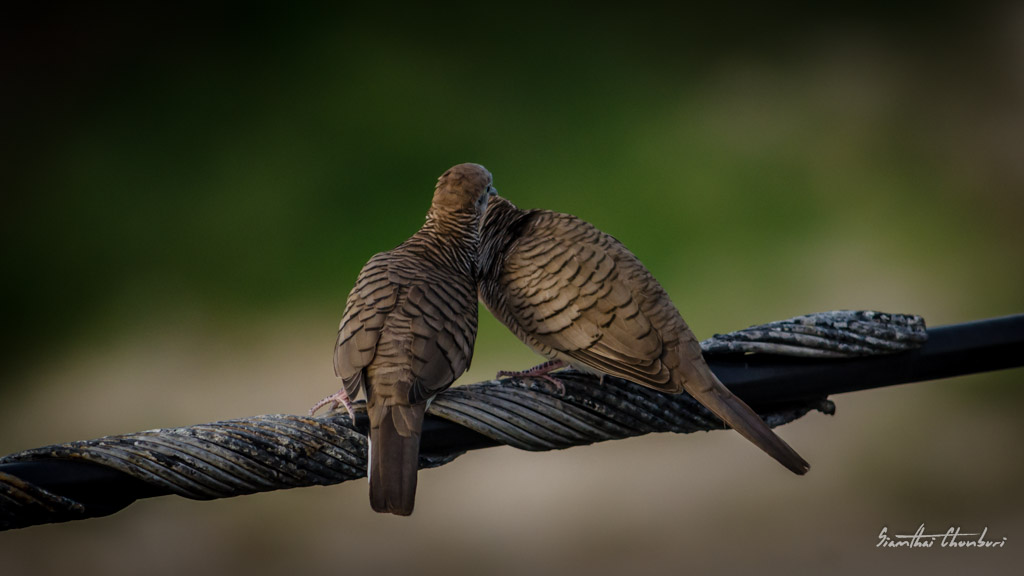 romance-5.jpg