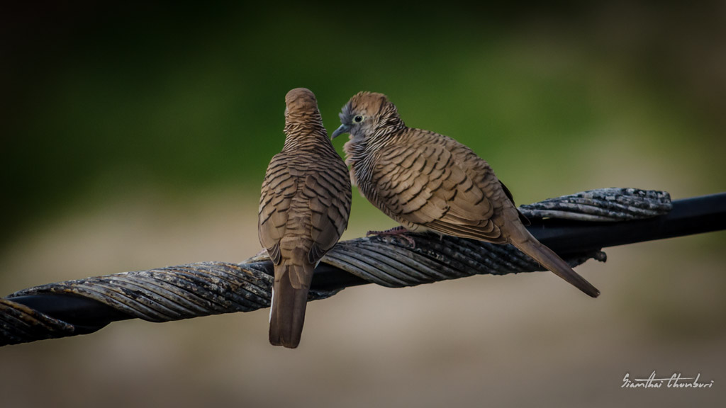 romance-6.jpg