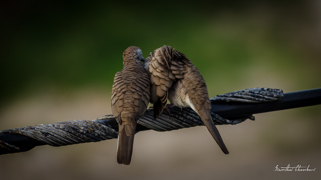 romance-7.jpg