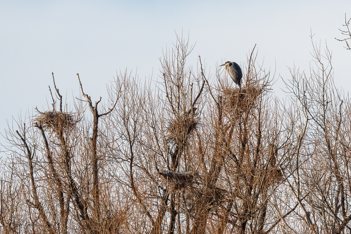 Rookery-275.jpg