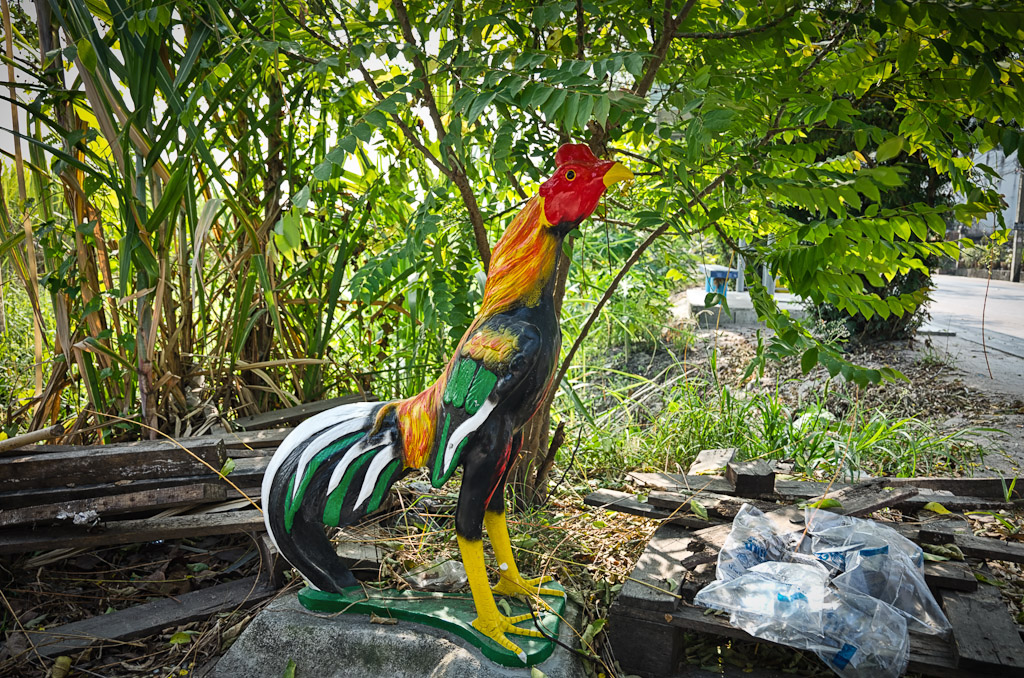 rooster-1.jpg