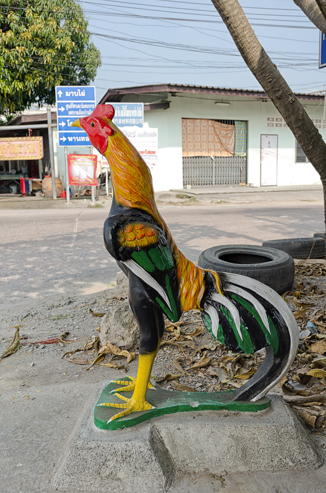 rooster-2.jpg