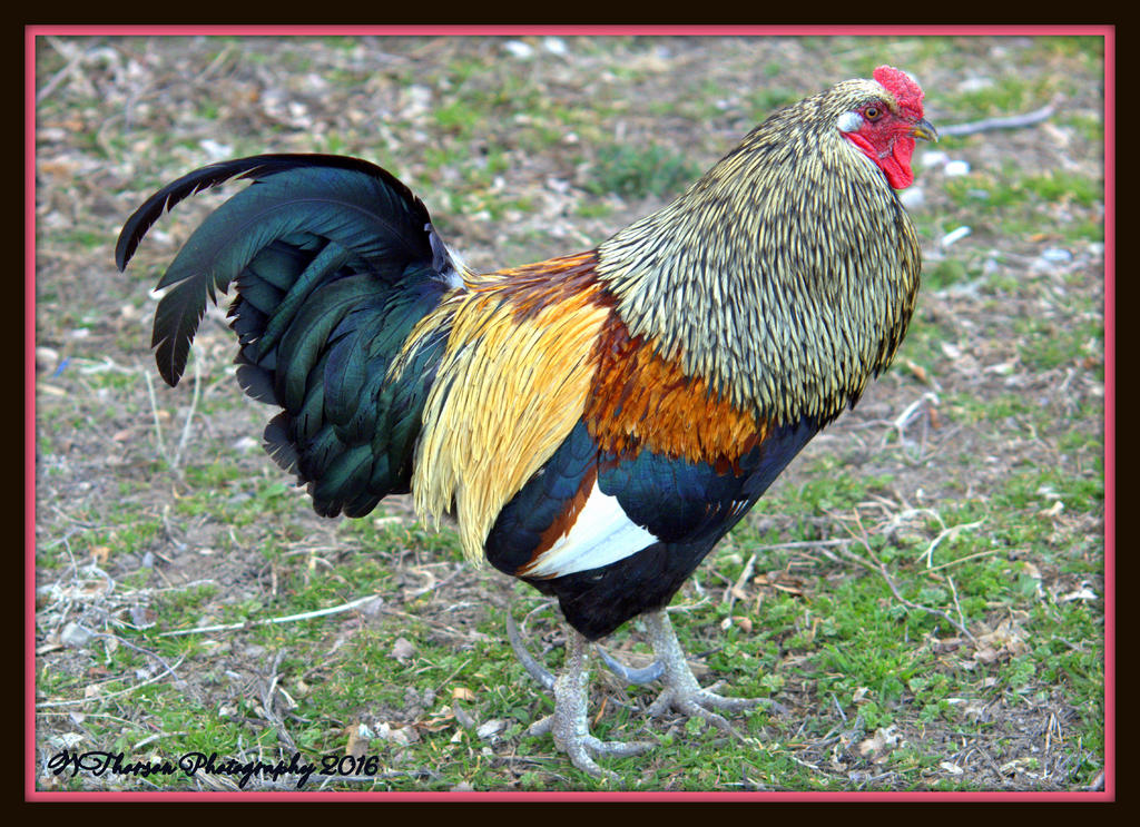 Rooster 3-2-2016.jpg