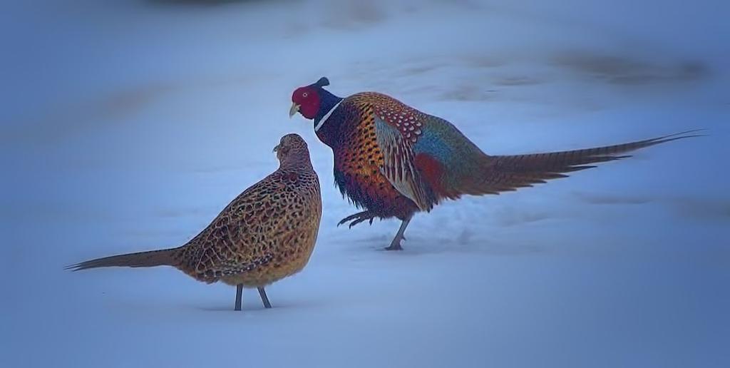rooster and hen1200.jpg