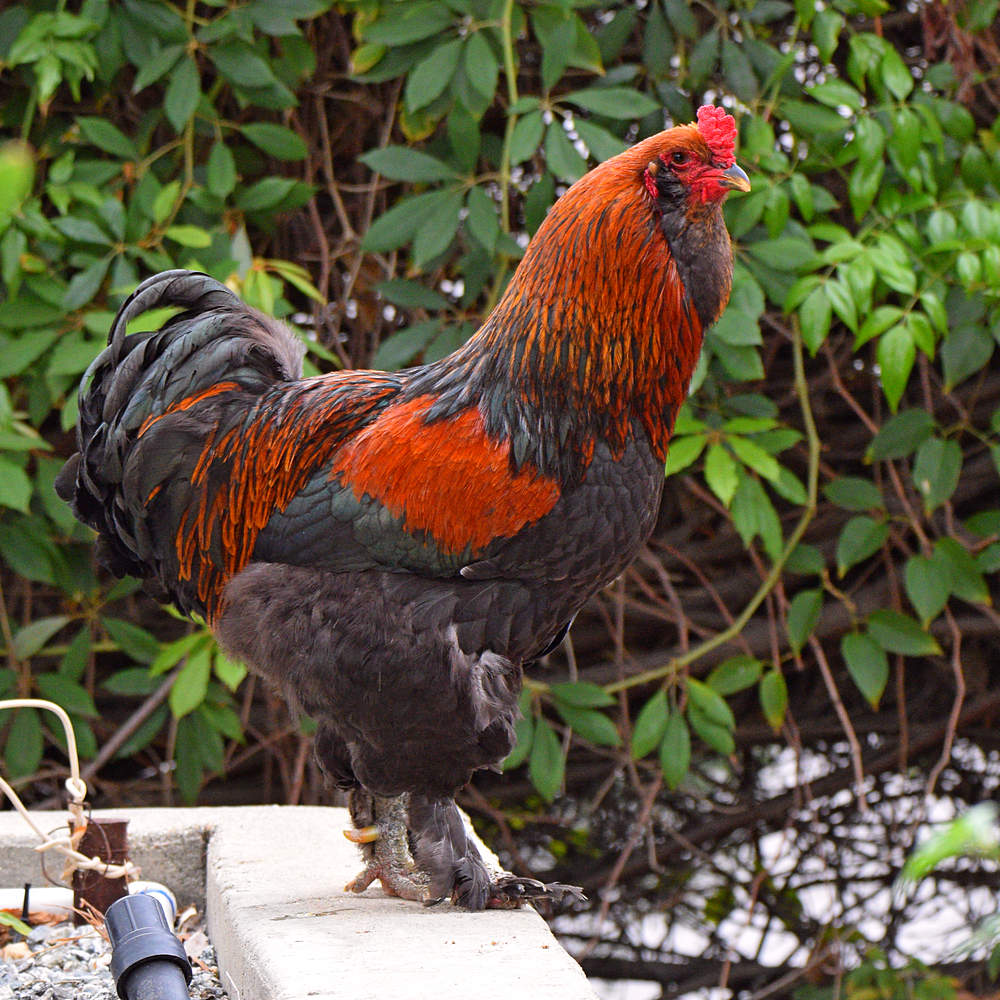 Rooster.jpg