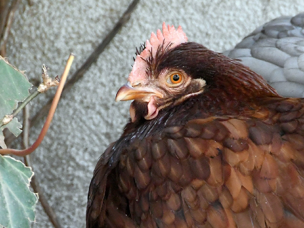 Rooster.jpg