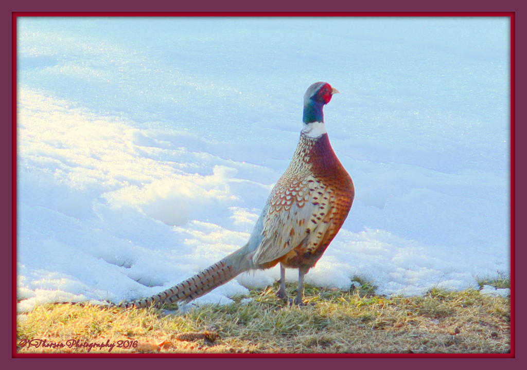Rooster Pheasant 2-13-2016.jpg