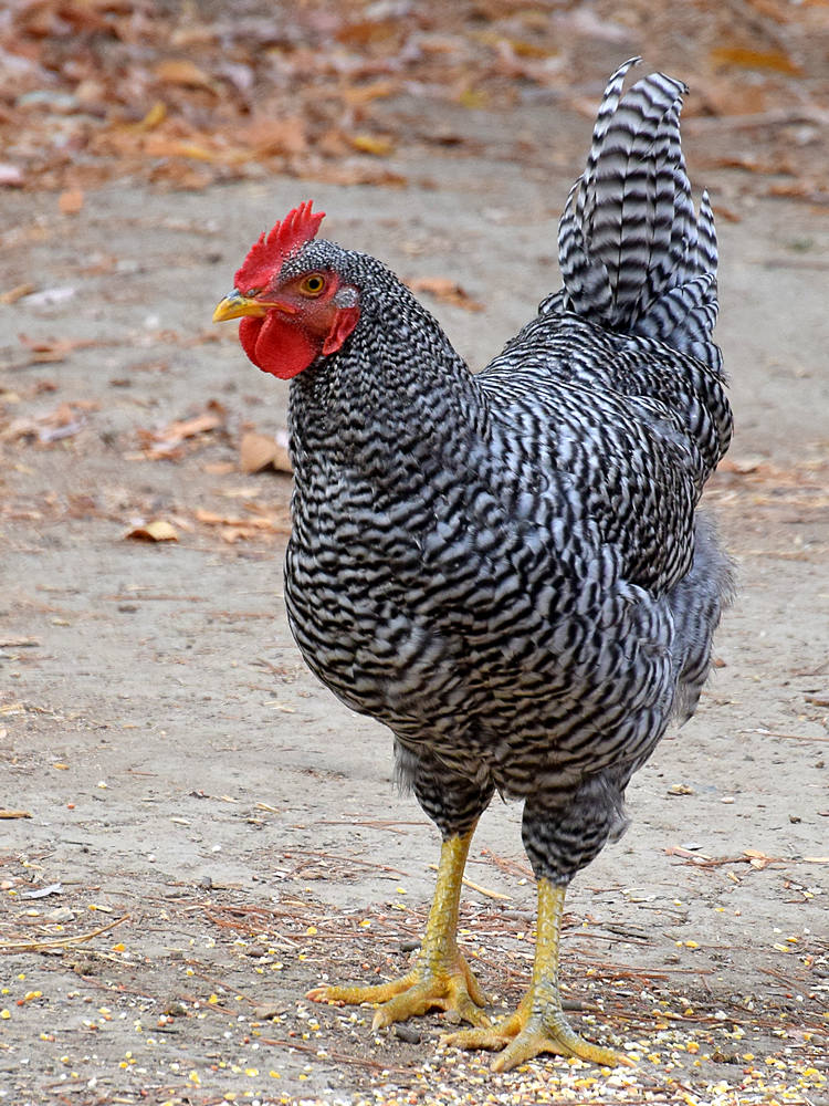 Rooster2.jpg