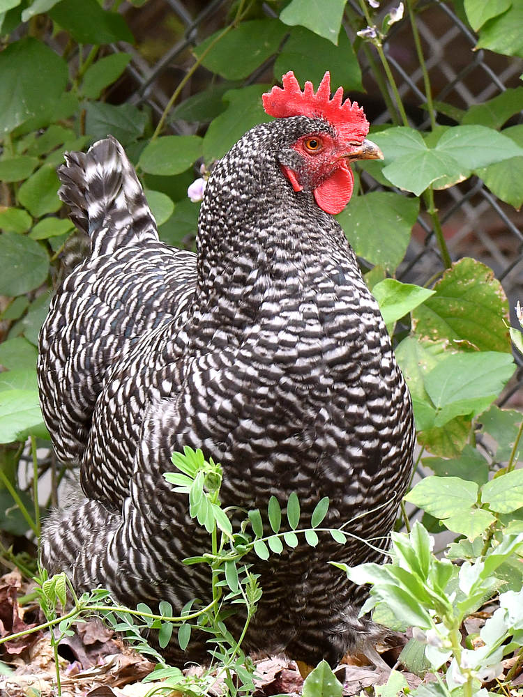 Rooster3.jpg