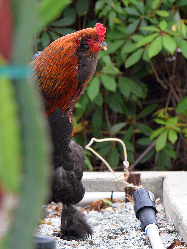Rooster4.jpg