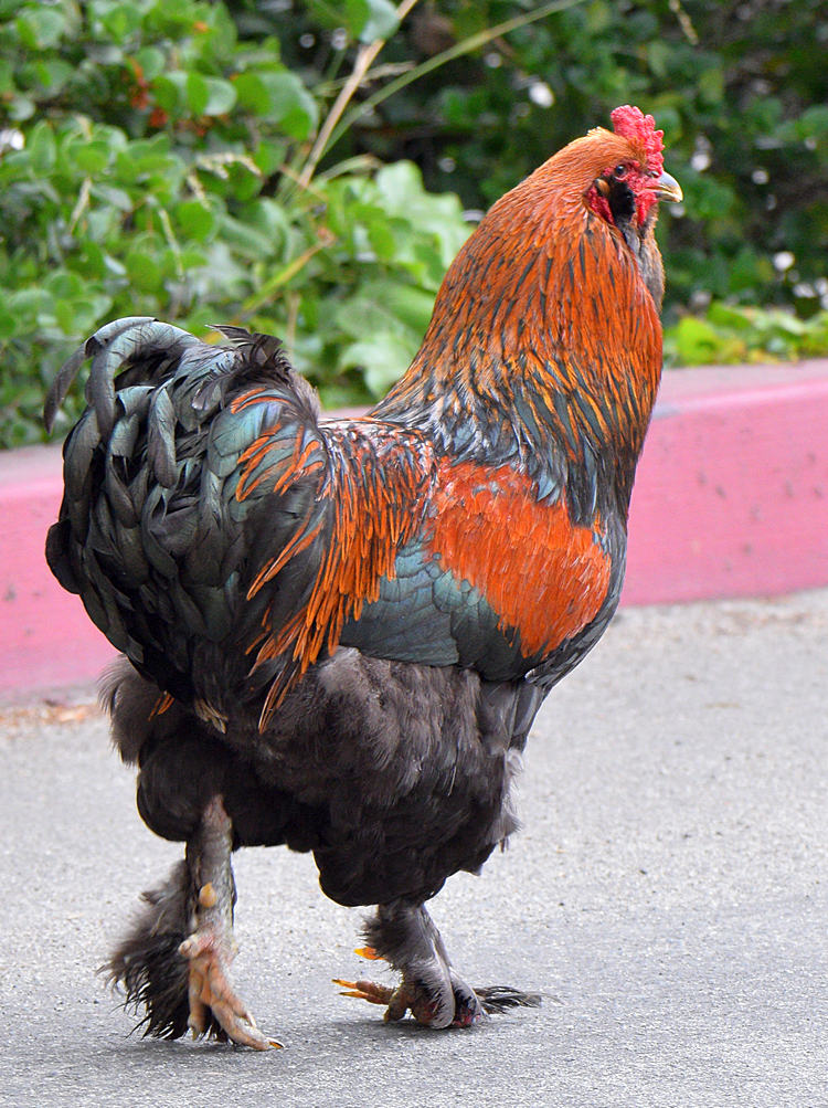 Rooster5.jpg