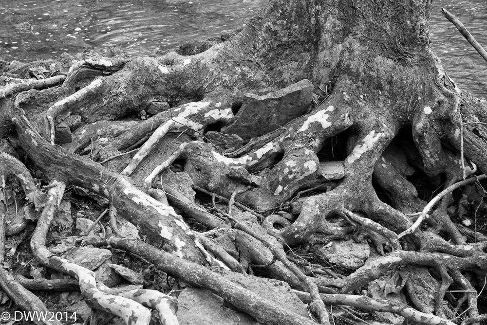 Roots (1 of 1).jpg