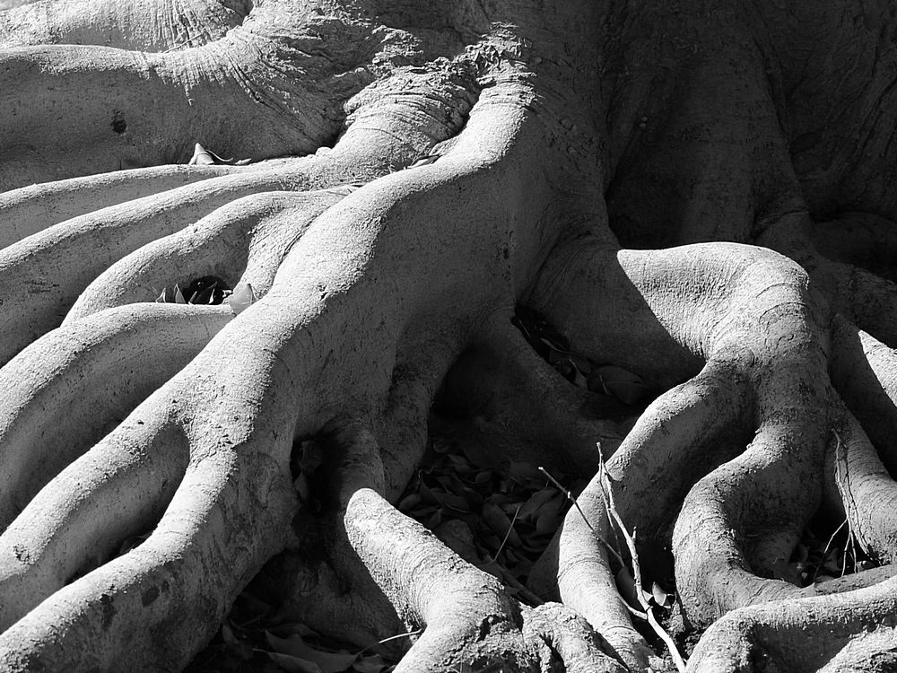Roots.jpg