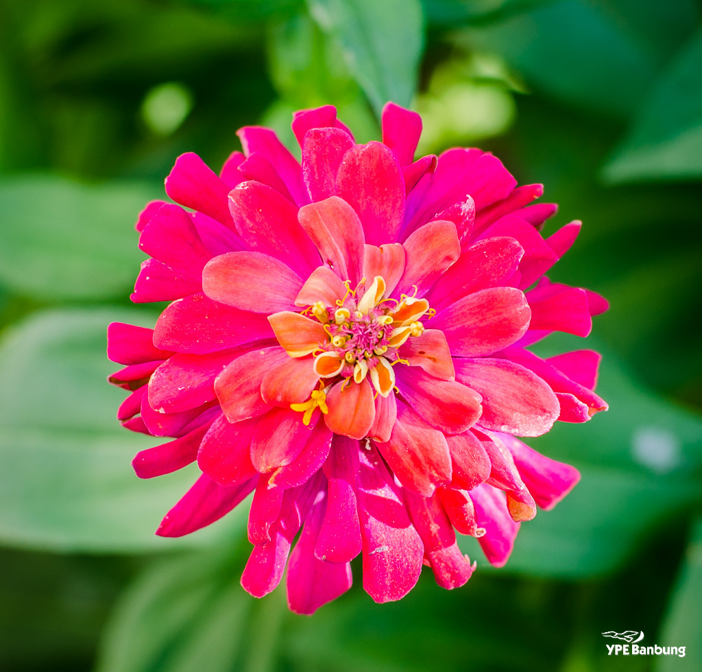rosa-1.jpg
