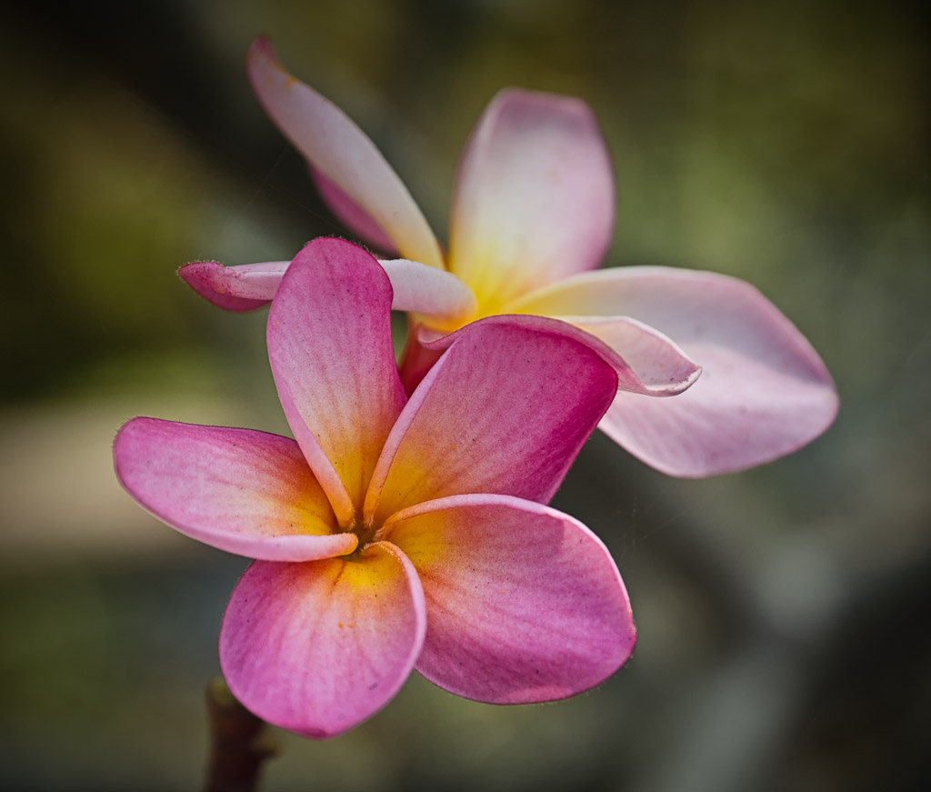 rosa-1.jpg