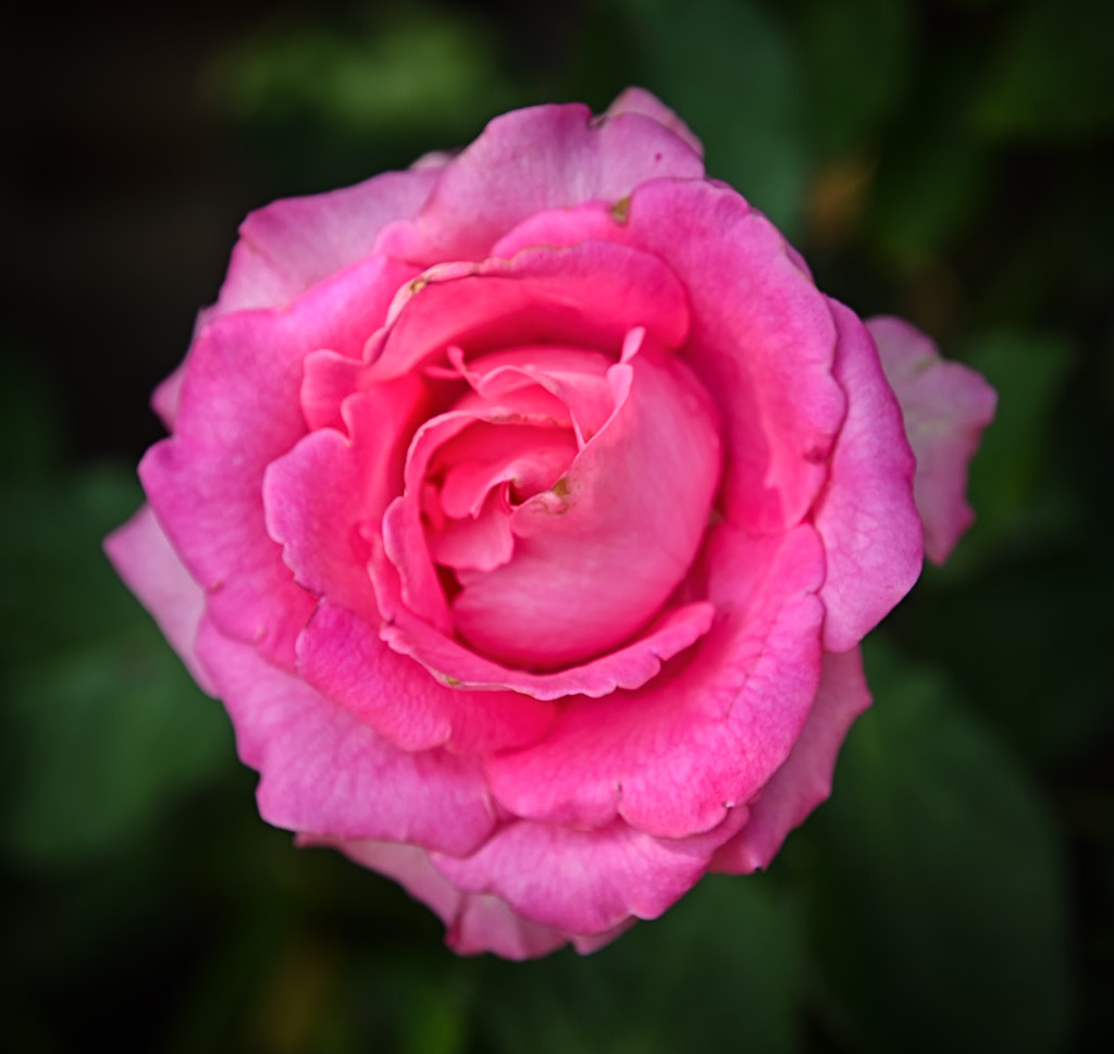 rosarose-1.jpg