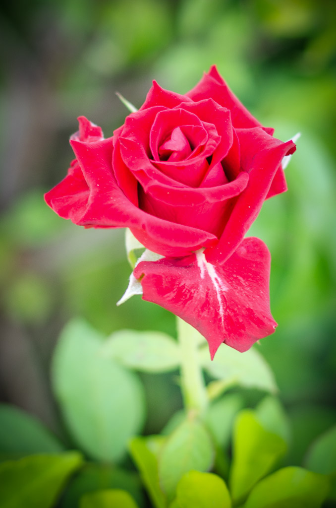 rose-1.jpg