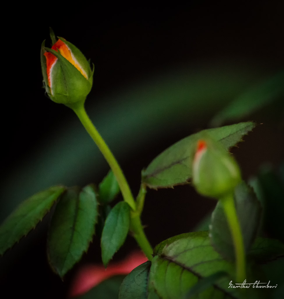 rose-1.jpg