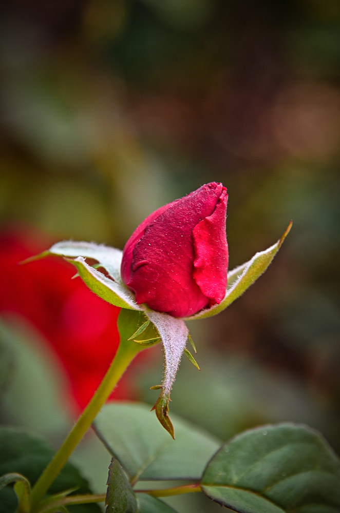 rose-1.jpg