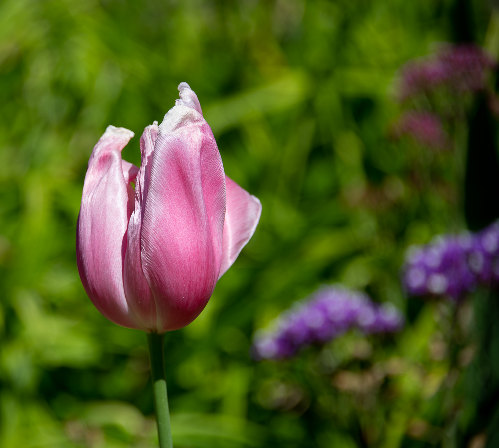 rose - 15th-2.jpg
