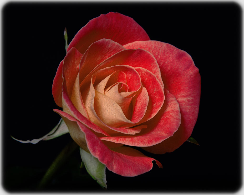rose (2).jpg