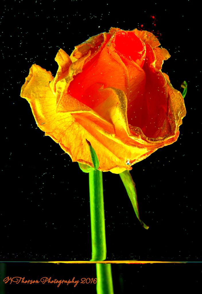 Rose among the Stars 11-15-2016.jpg