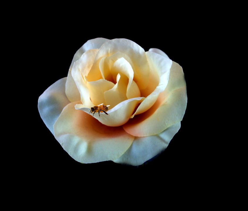 rose and bee.jpg