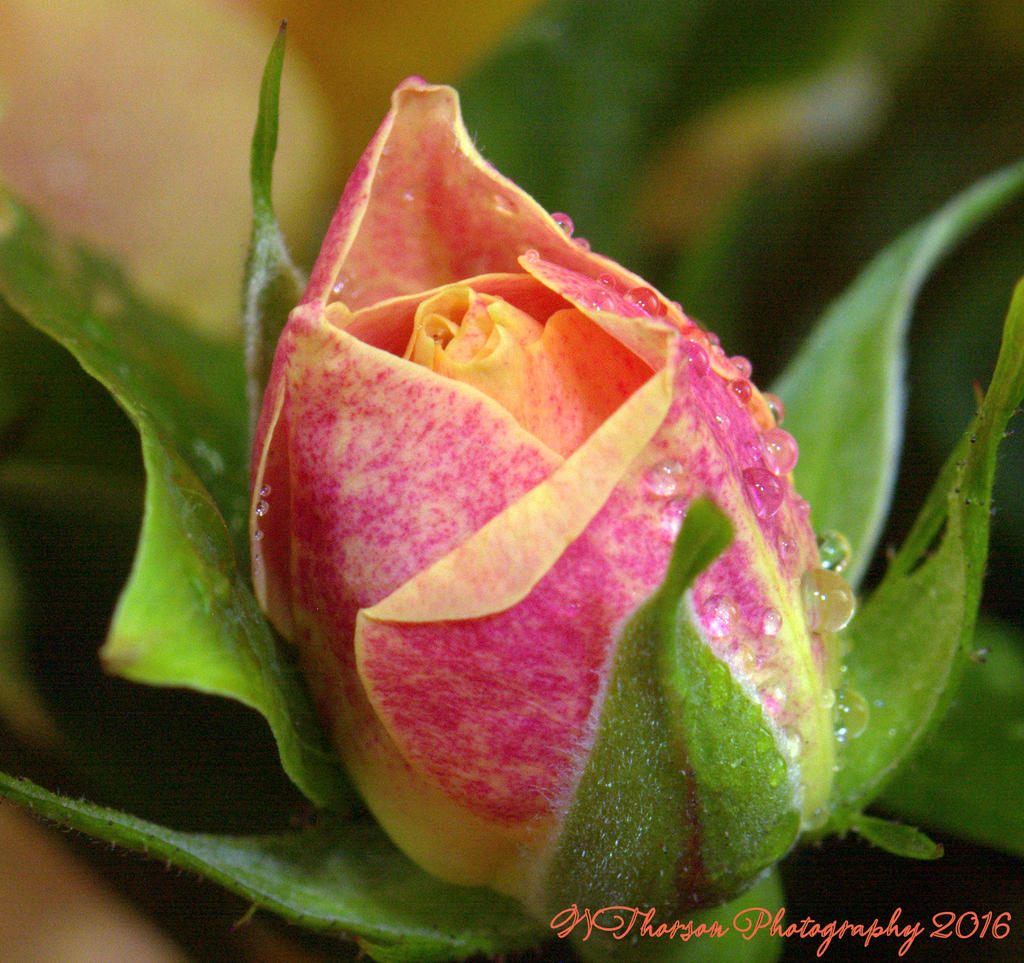 Rose Bud 11-21-2016.jpg