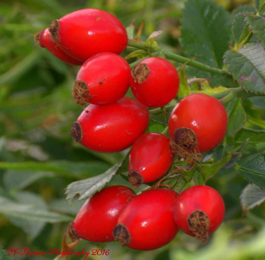 Rose Hips 10-10-2016.jpg