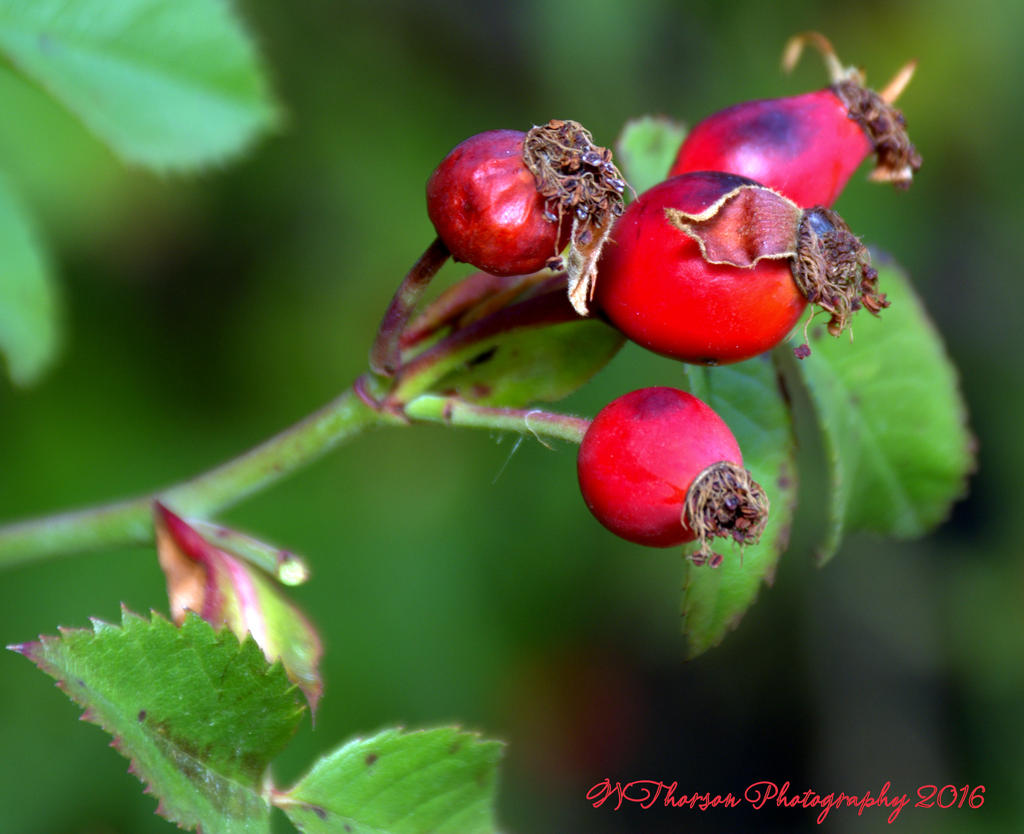 Rose Hips 10-5-2016.jpg