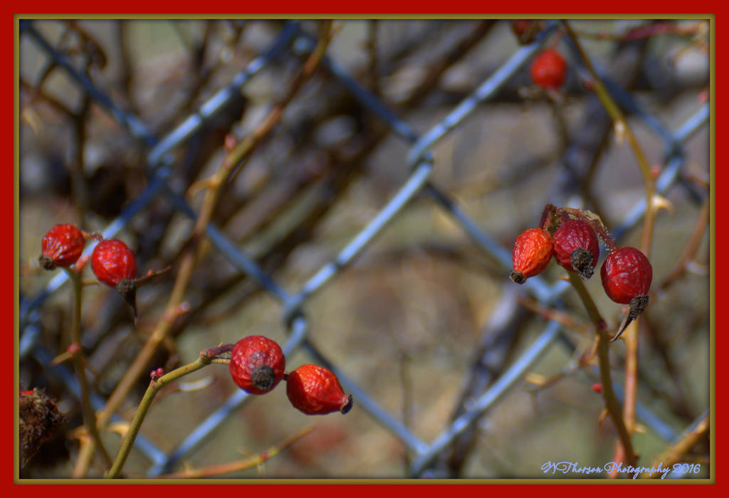 Rose Hips 3-9-2016.jpg