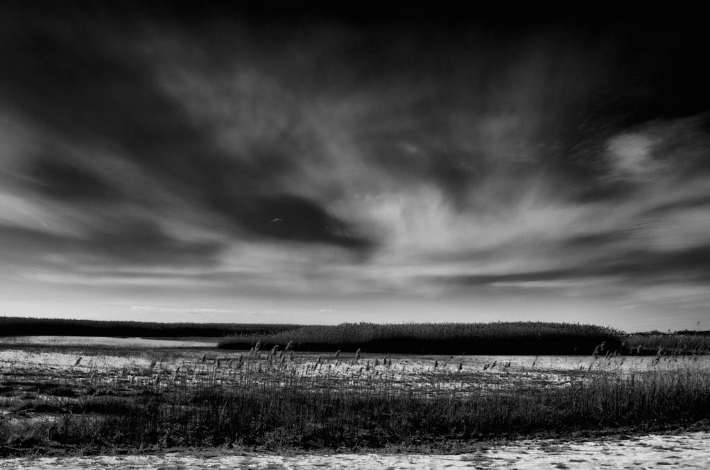 Rose Island Shore blk n wht 1200.jpg