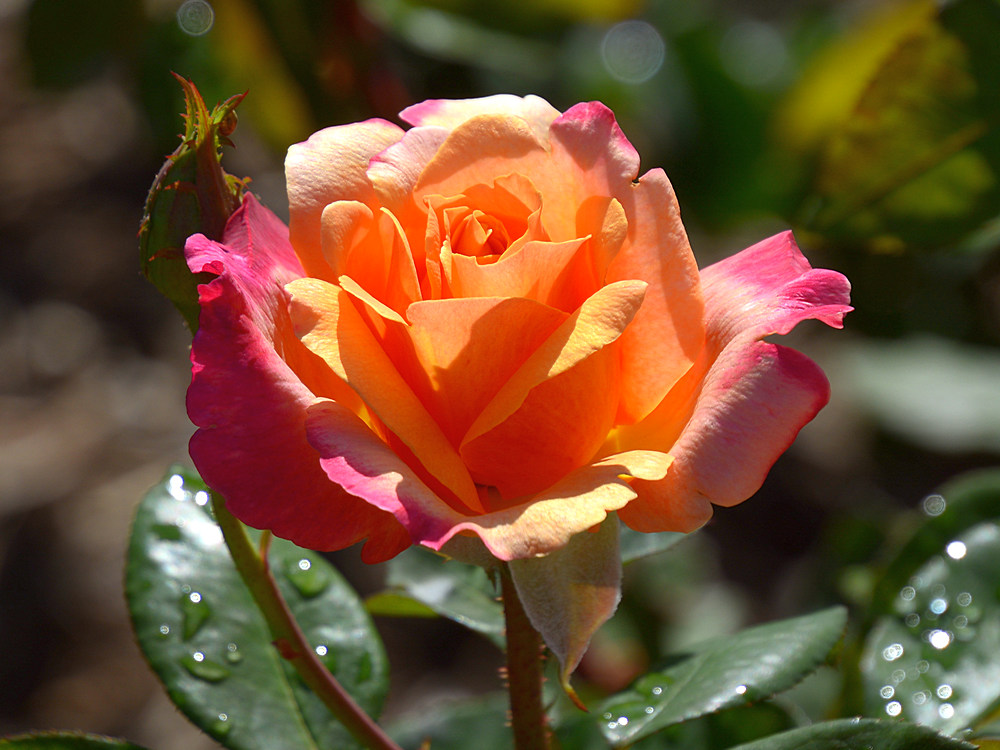 Rose.jpg
