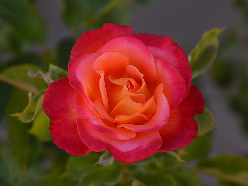 Rose.jpg
