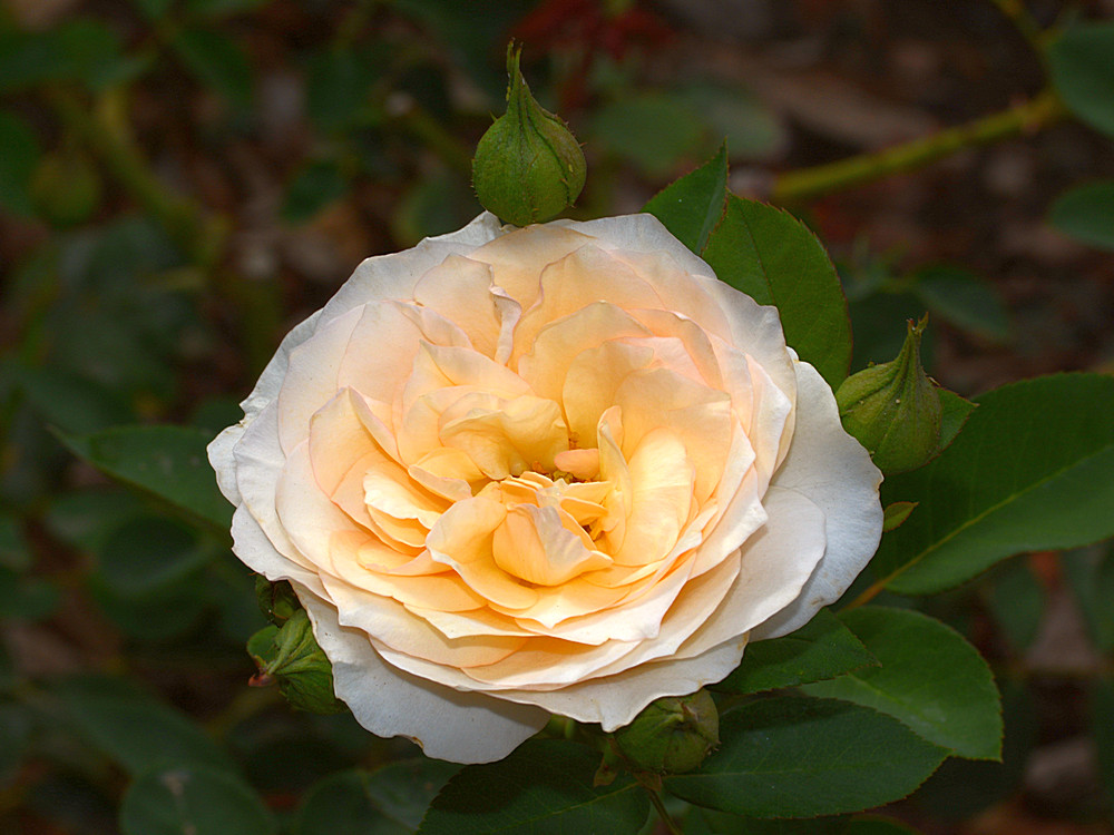 Rose.jpg