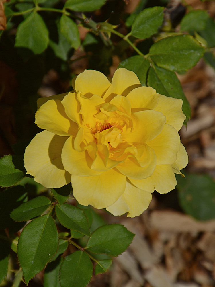 Rose.jpg
