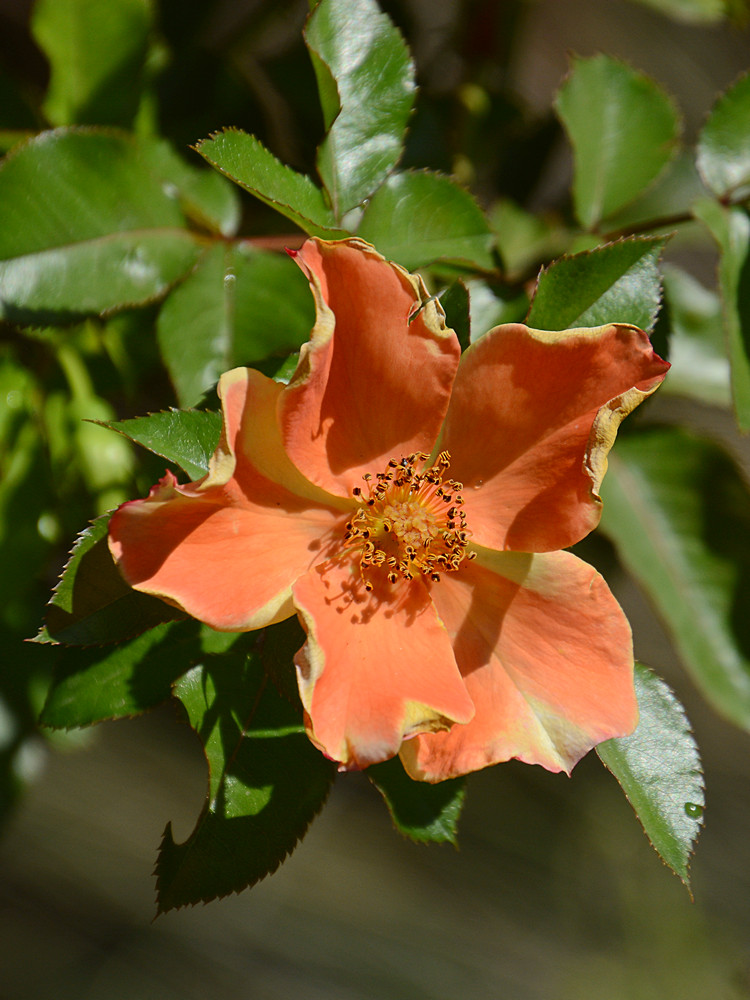 Rose.jpg