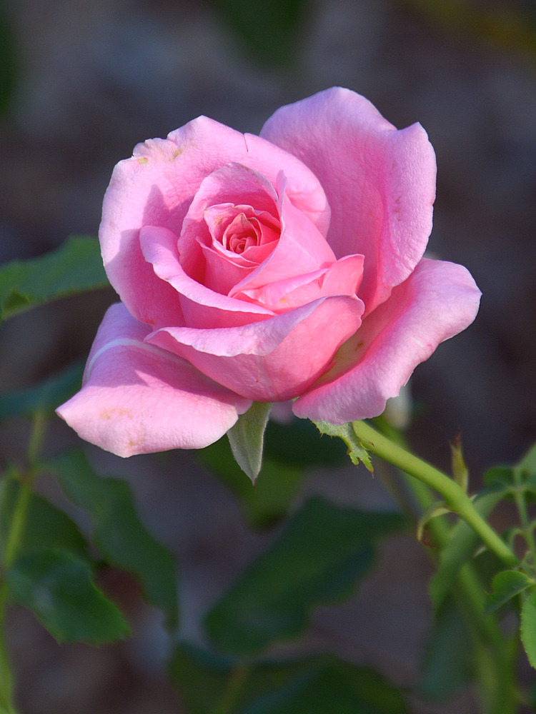 Rose.jpg