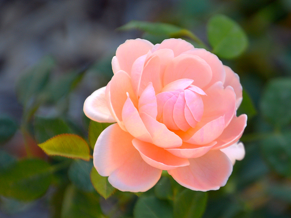 Rose.jpg