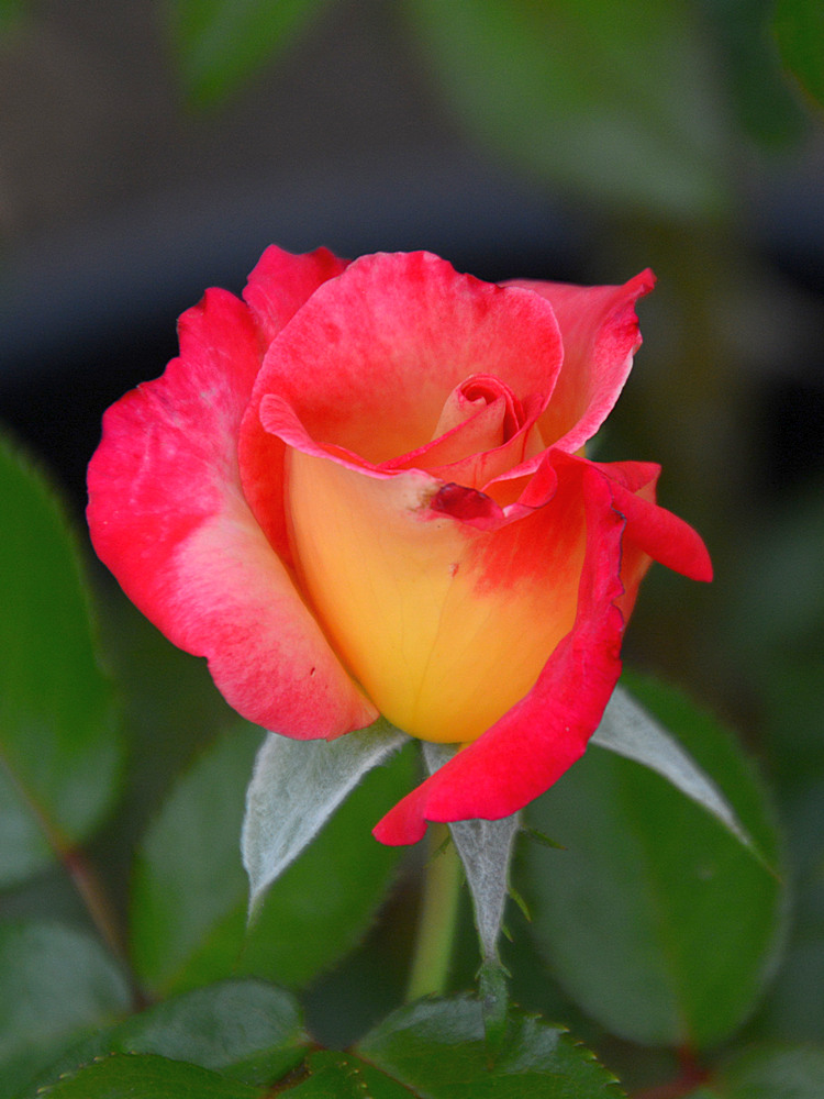 Rose.jpg