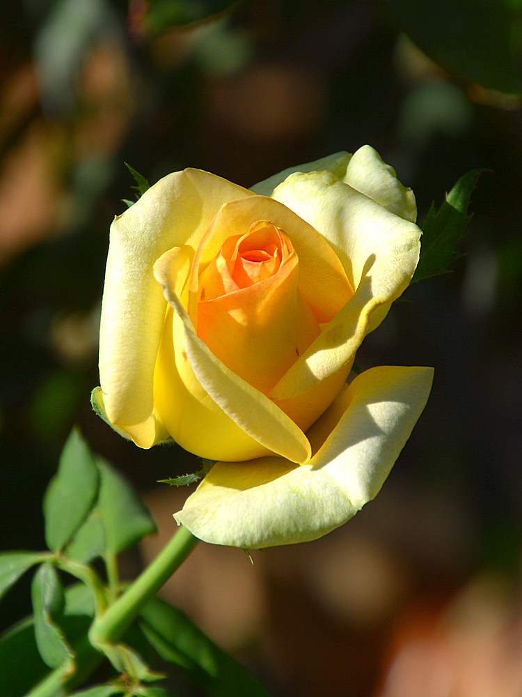 Rose.jpg